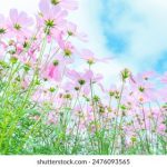 米奇在线777在线精品视频 mkxah3gxj5